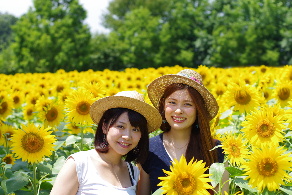 ひまわり畑の花達