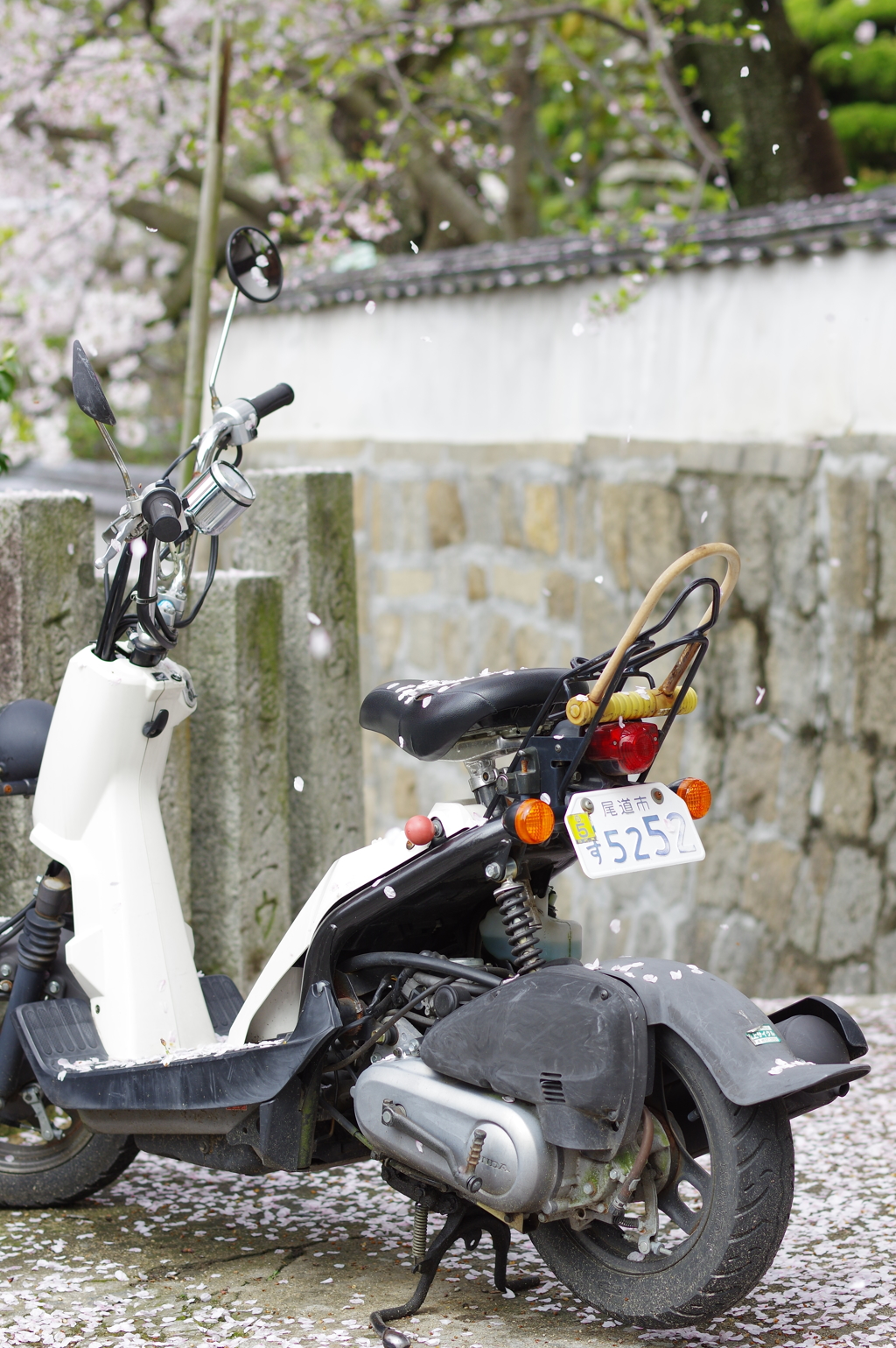 桜の花びらたち