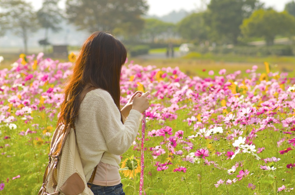 秋桜と向日葵と…カメラ女子