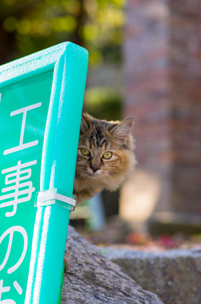 工事中だよ