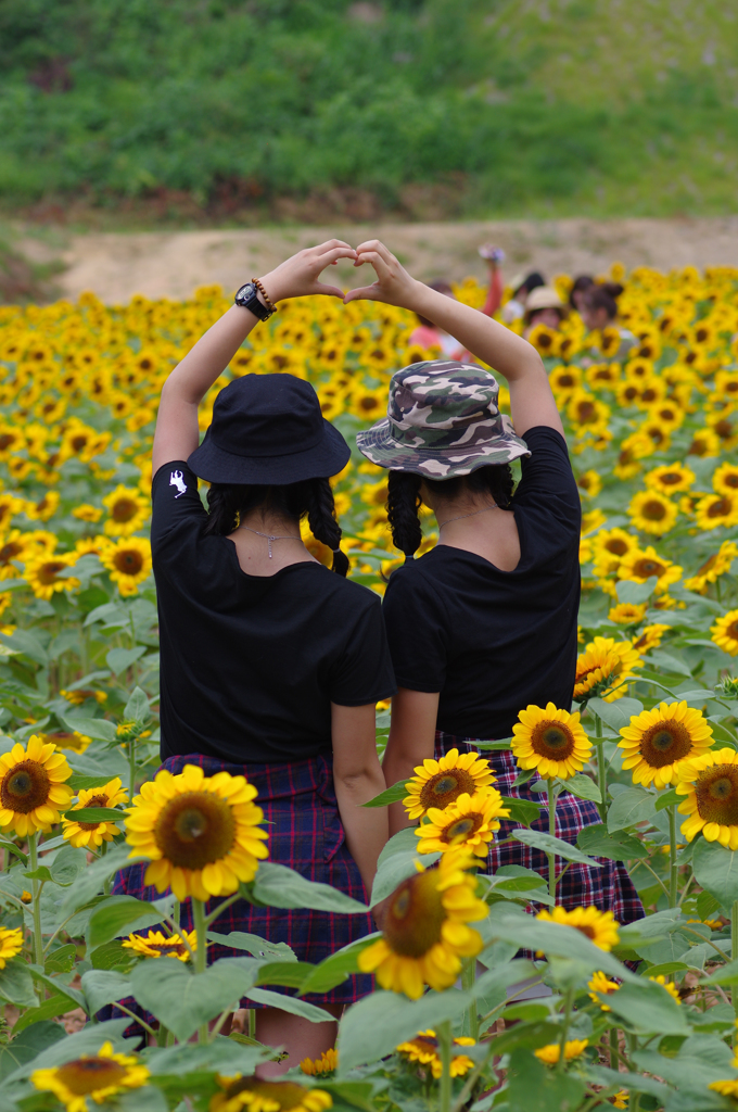 夏の花