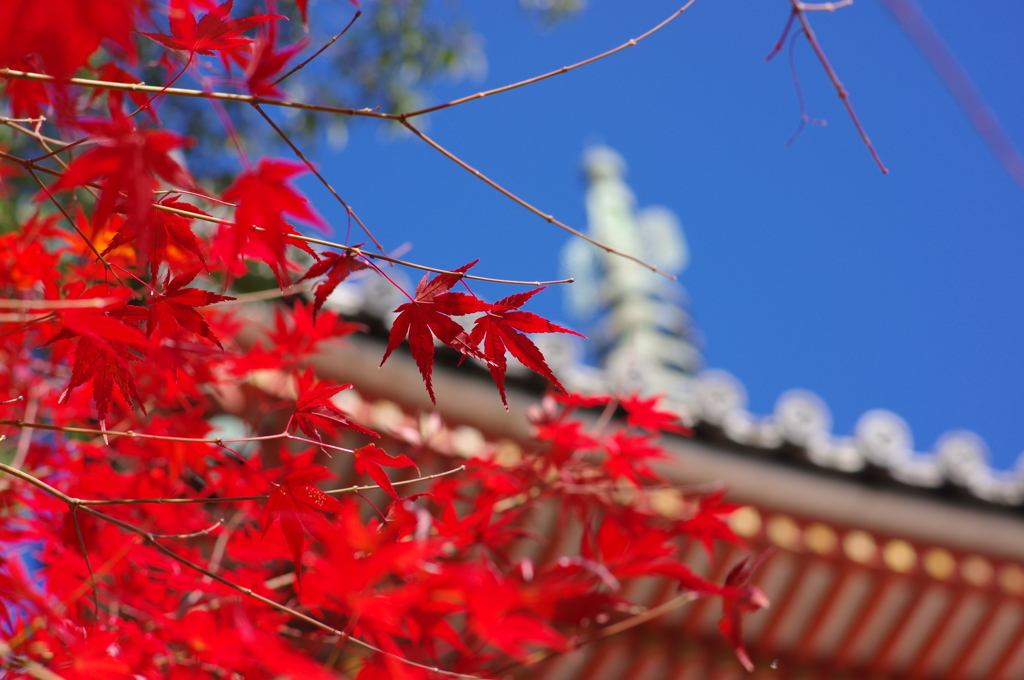 宝福寺の紅葉