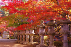 気分は秋の京都