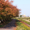 秋の桜並木