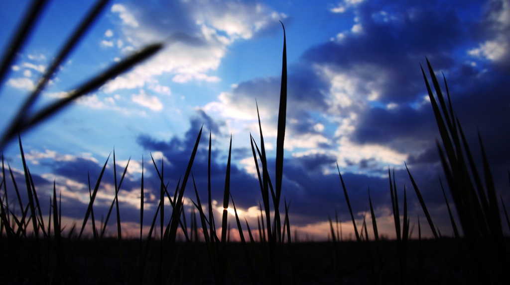 Sky over the Grass