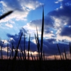 Sky over the Grass