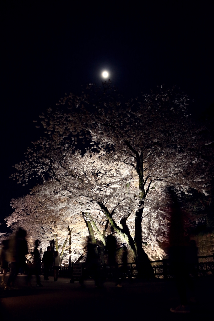 桜花を行き交う