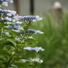紫陽花1