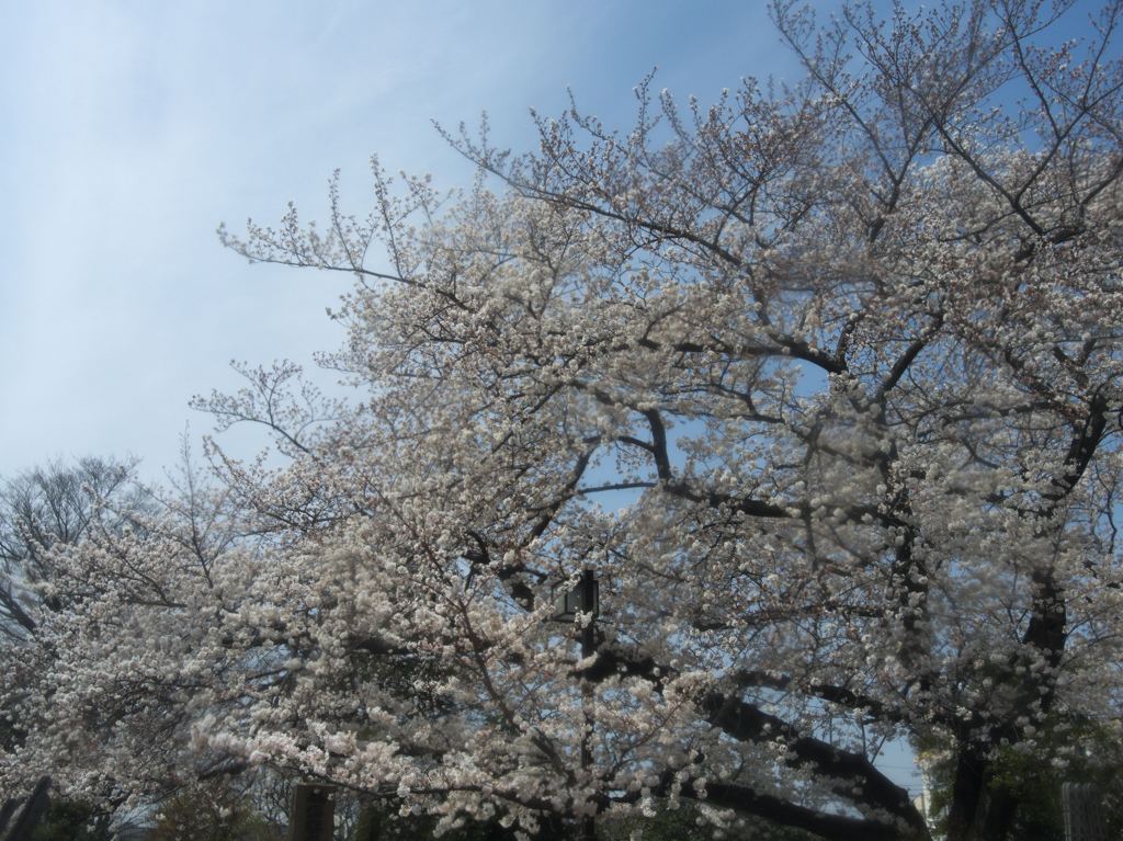 谷中の桜並木