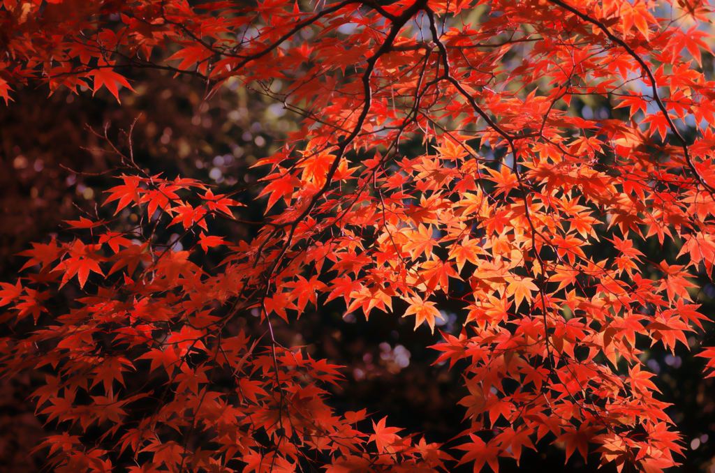 陽射しも紅く