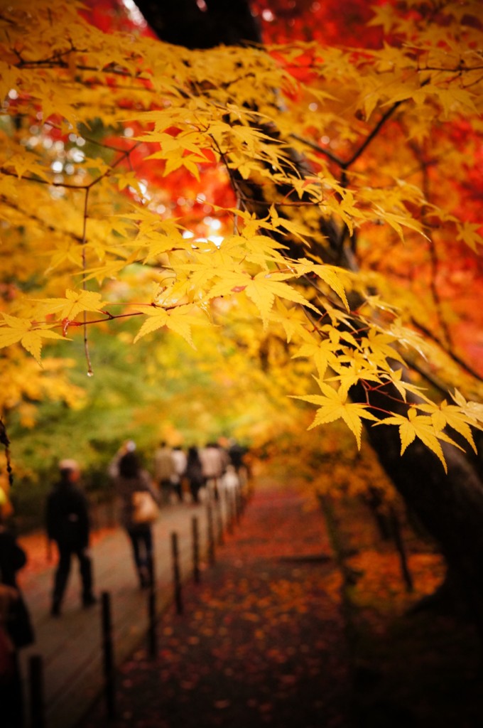 光明寺の紅葉