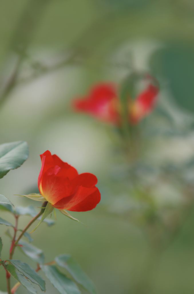 秋に出会った赤い花 By もってぃ Id 写真共有サイト Photohito