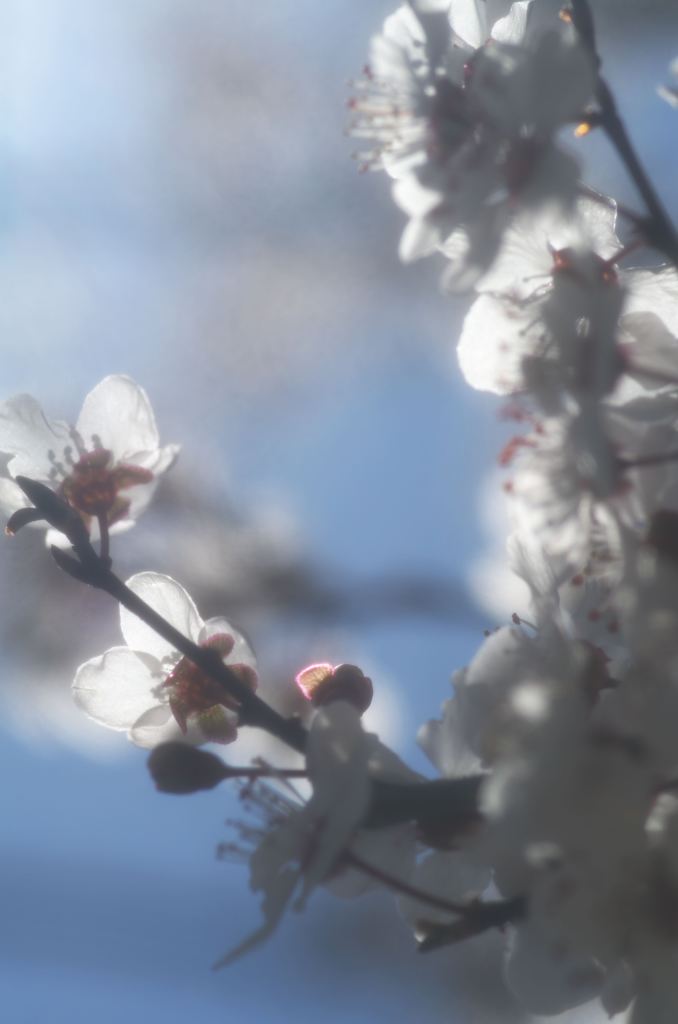 やわらかく青い光に花弁を透かす