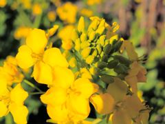 日暮れを待つ菜の花の黄色…