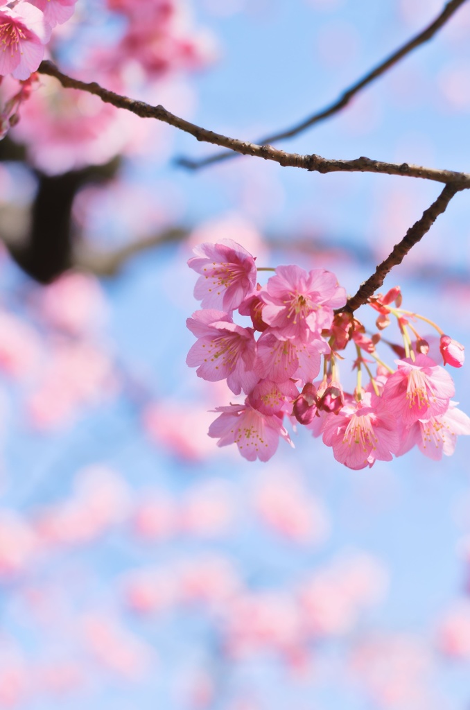 一月の桜