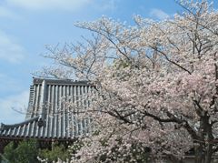 桜の頃、谷根千の景色、お寺の屋根