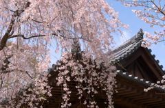 桜日和、芝増上寺