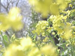 池上の黄色の思い出