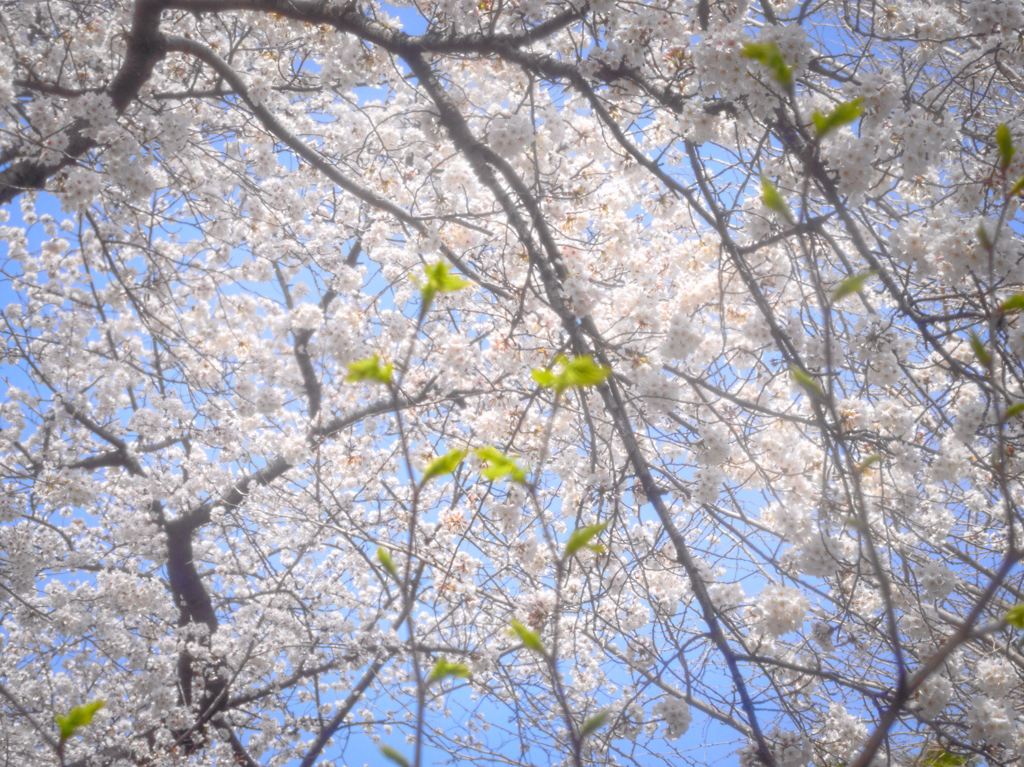 桜を背景に新緑を先取り