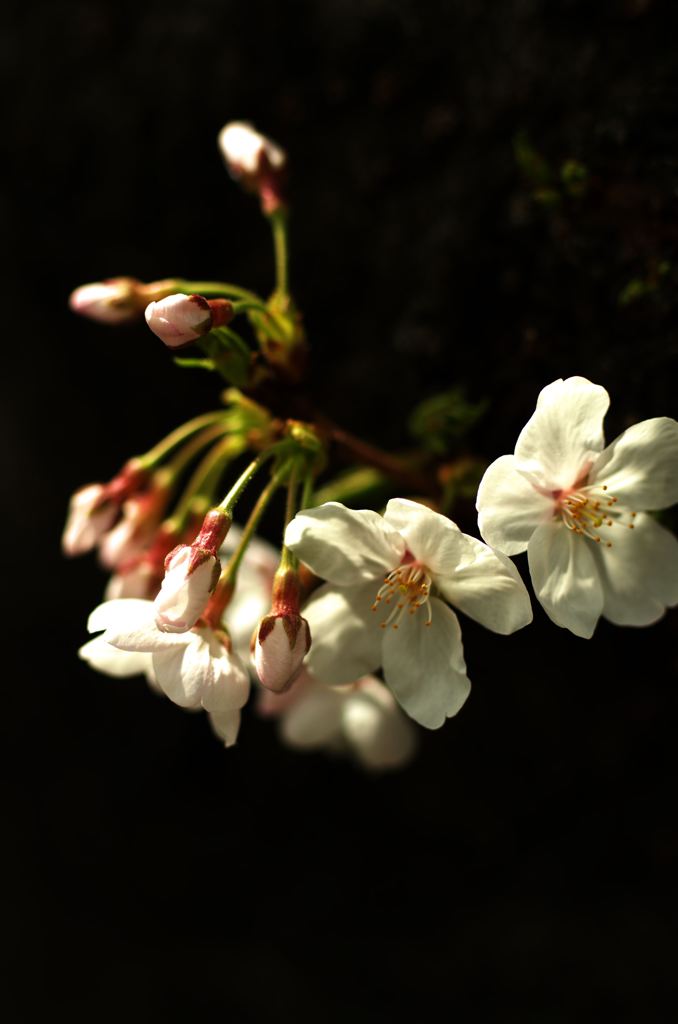 白い花、桜色の蕾