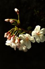 白い花、桜色の蕾