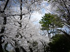 桜の咲いていた景色