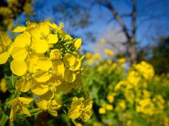 春の彩り、空の色、菜の花の色