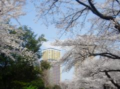 日暮里、満開の桜並木の先に