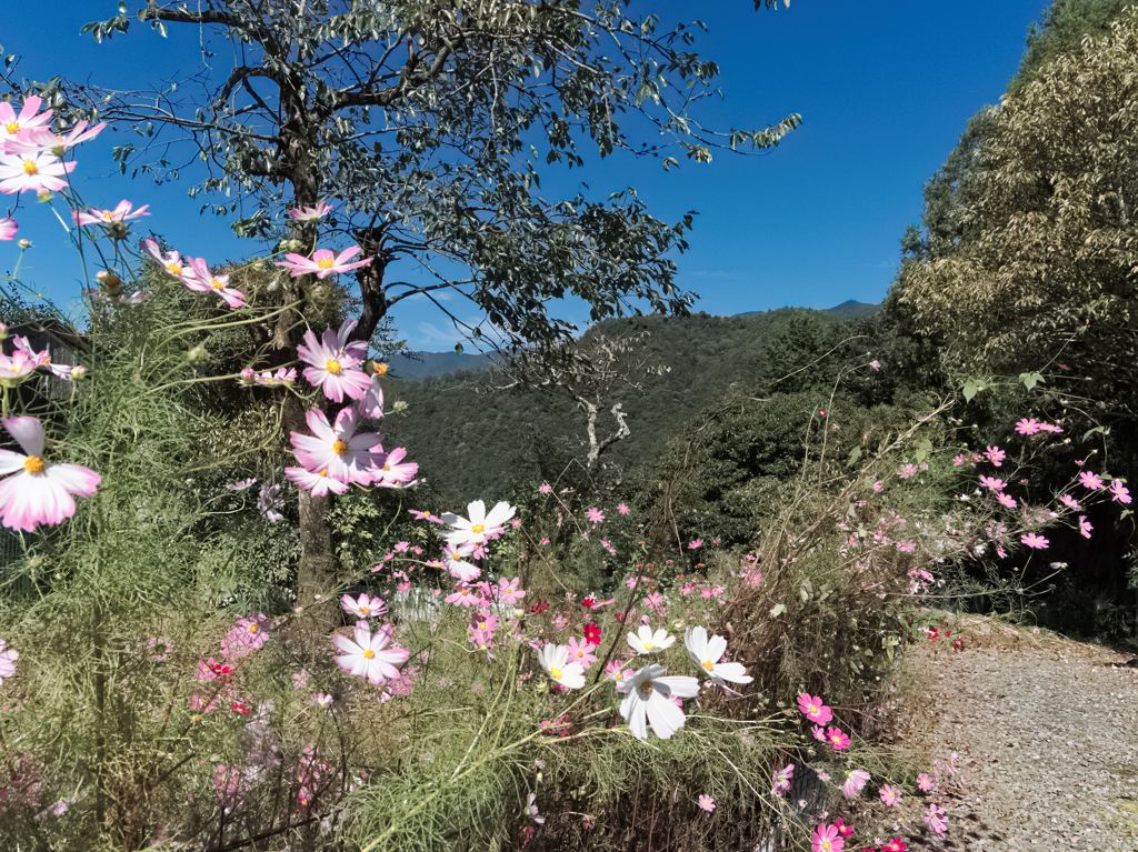 秋桜の先の青い空