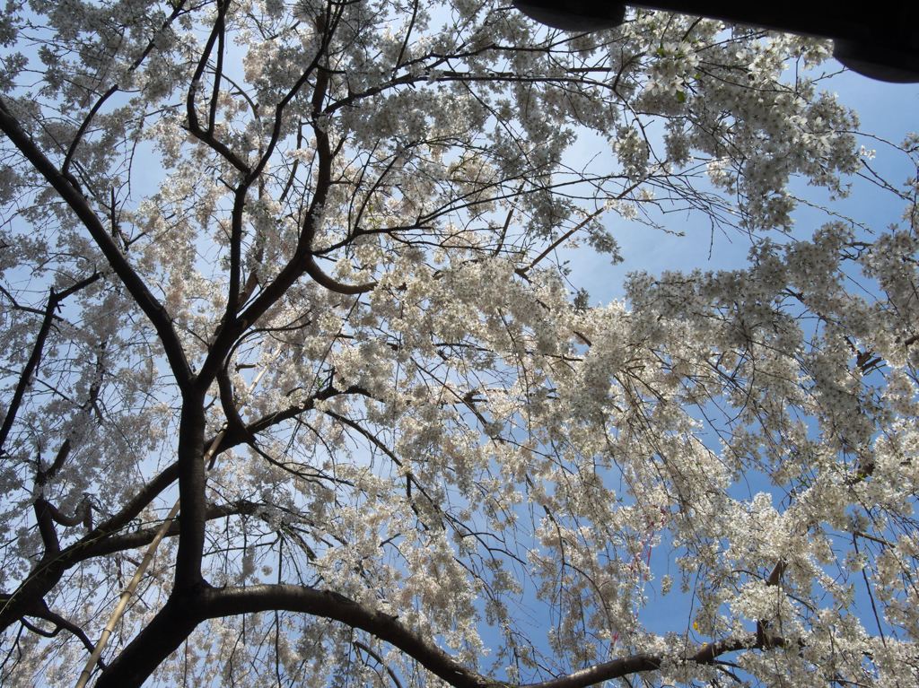 「都会の片隅にも、ほら、こんな桜の風景が…」 (そうだ、京都行こう風^^)