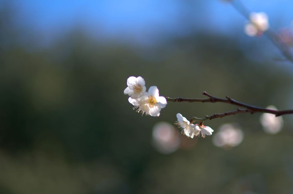 梅薫る、淡く