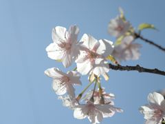散歩、桜、春の到来