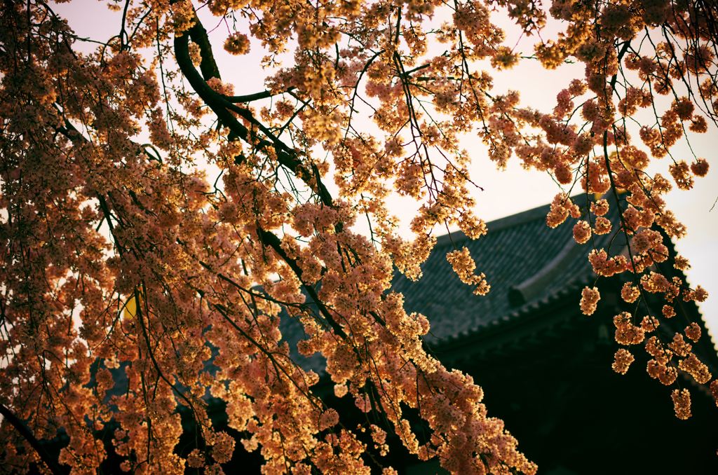 芝増上寺の桜、西陽に染まる桜