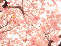 見上げれば、桜色