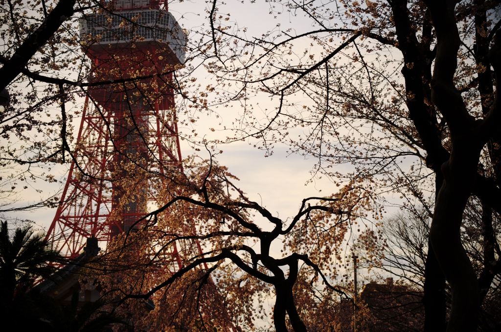 夕暮れ時のタワーを見る。桜越しに…