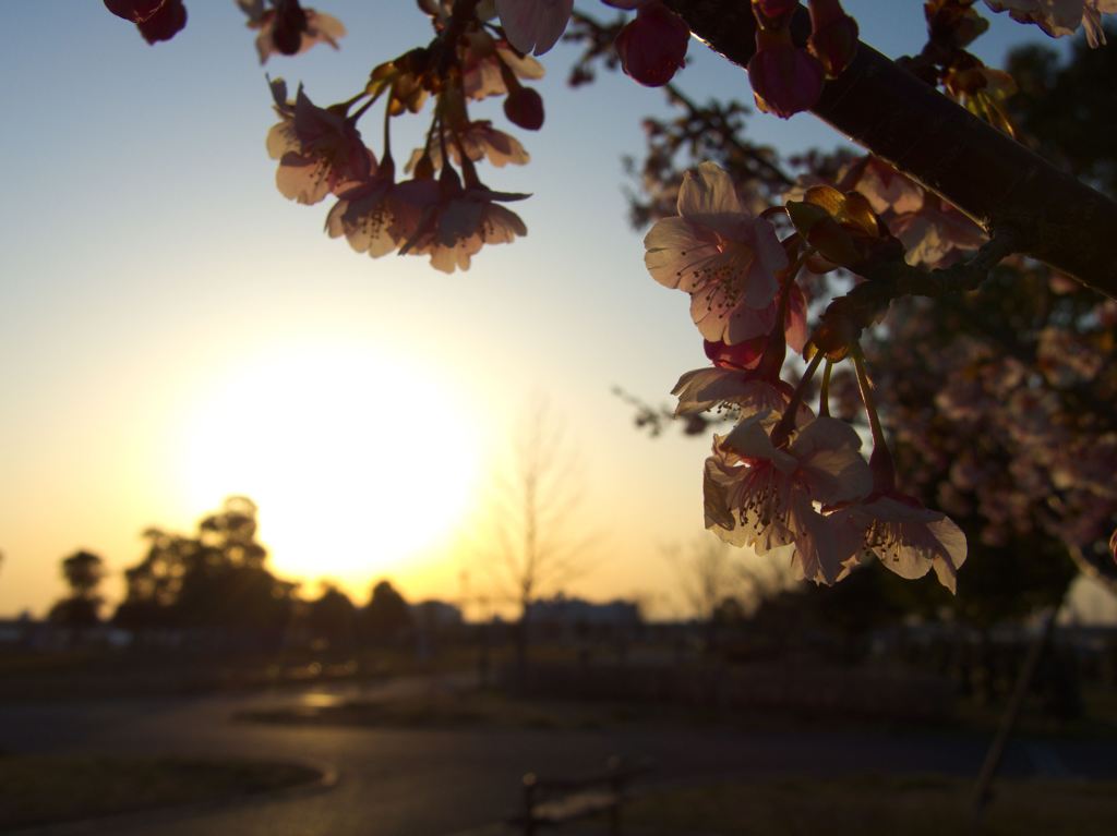 公園の夕暮れ、逆光の中、桜の花弁…