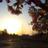 公園の夕暮れ、逆光の中、桜の花弁…