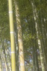 西陽を受ける竹の林