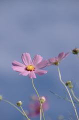 秋の空、秋の花