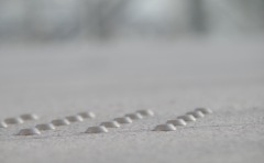 点字ブロック