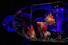 金魚
