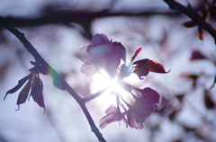 眩しさの中