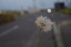 秋を感じた夕暮れ