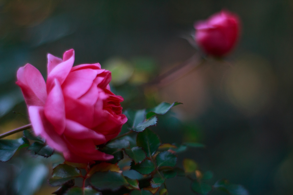冬薔薇の横顔