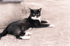 江戸川の野良猫