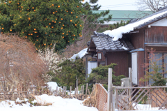 雪と空き家の庭