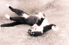 猫のびのび