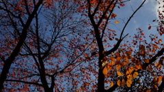 空に映える