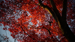 夕日に照らされて