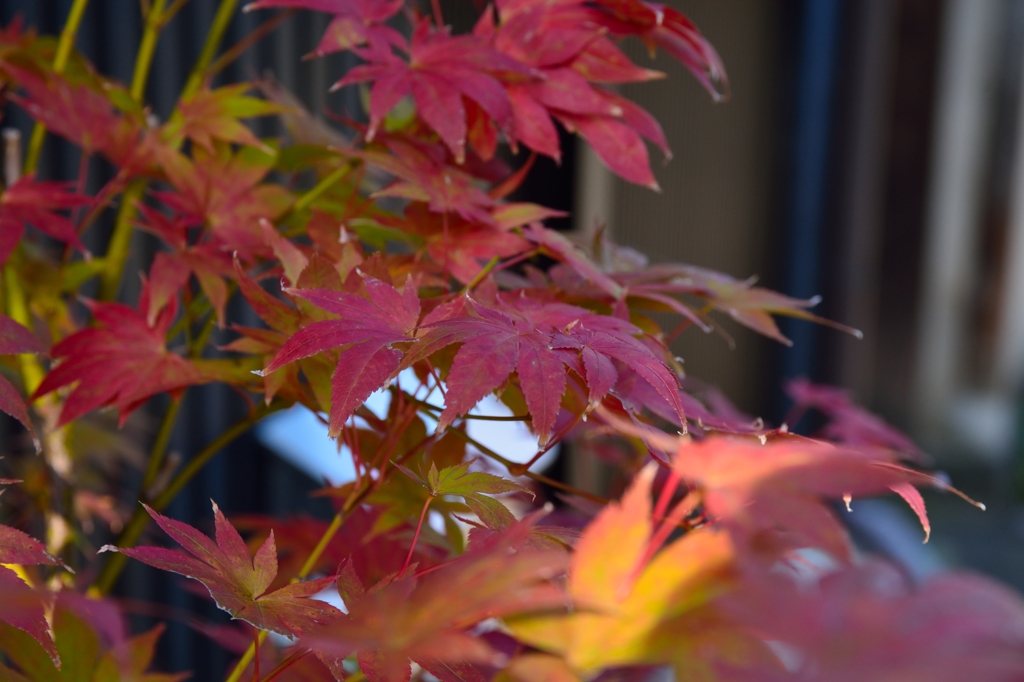 京都の軒先